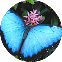 Cynthia Petrini profile picture